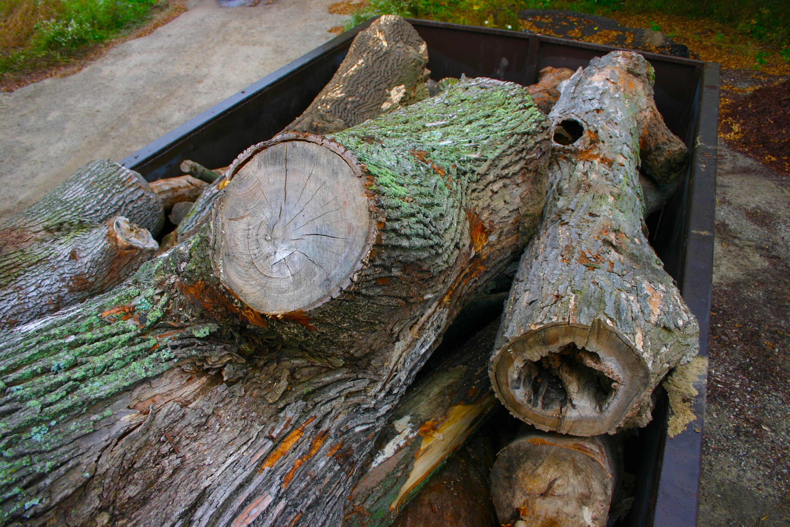 Featured image for “Unprocessed Hardwood Logs”